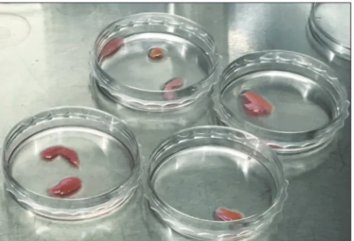 Figure 2: Untreated nasal S.M., D.S.M, and A.T.M. tissue samples were  stained and analyzed