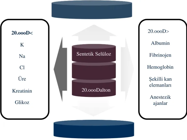 Şekil 4.6.4.1.2 Hemofiltrasyon 