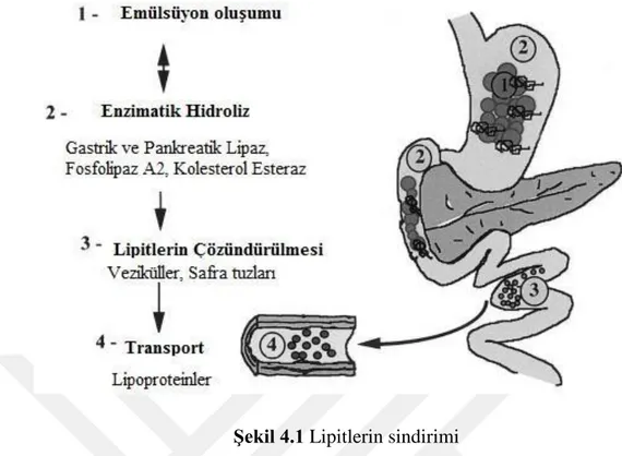 Şekil 4.1 Lipitlerin sindirimi 