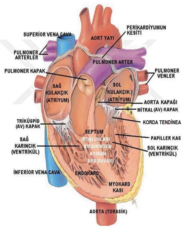 Şekil 4.1. Kalbin anatomisi (13). 