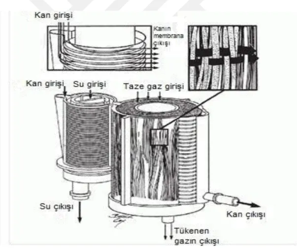 Şekil 4.5. Membran oksijenatör (45) 