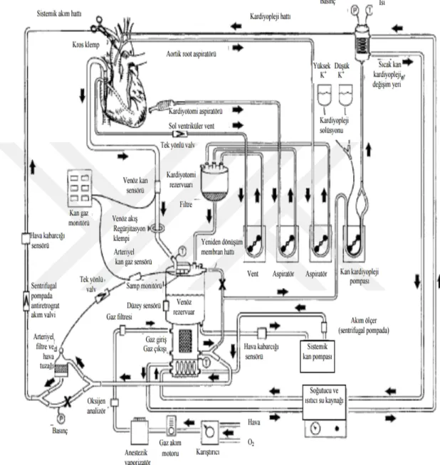 Şekil 4.6. Kardiyopulmoner bypass döngüsü (53) 