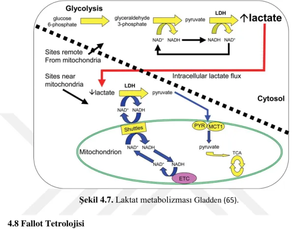 Şekil 4.7. Laktat metabolizması  Gladden (65). 