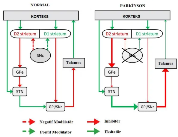 ġekil 4. 1.  Sağlıklı ve Parkinson hastalarında gözlemlenen klasik bazal ganglion modeli.GPe: Globus  Pallidus Externa, STN:Subtalamik Nükleus, GPi/SNr: Globus Pallisdus Ġnterna/Sunstantia  Nigra Pars Retikülata, SNc: Substantia Nigra Pars Kompakta Sinha v