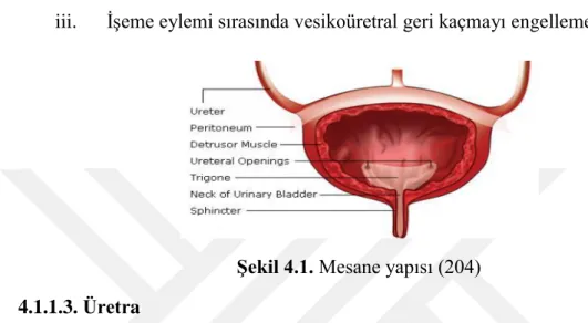 ġekil 4.1. Mesane yapısı (204)  4.1.1.3. Üretra 