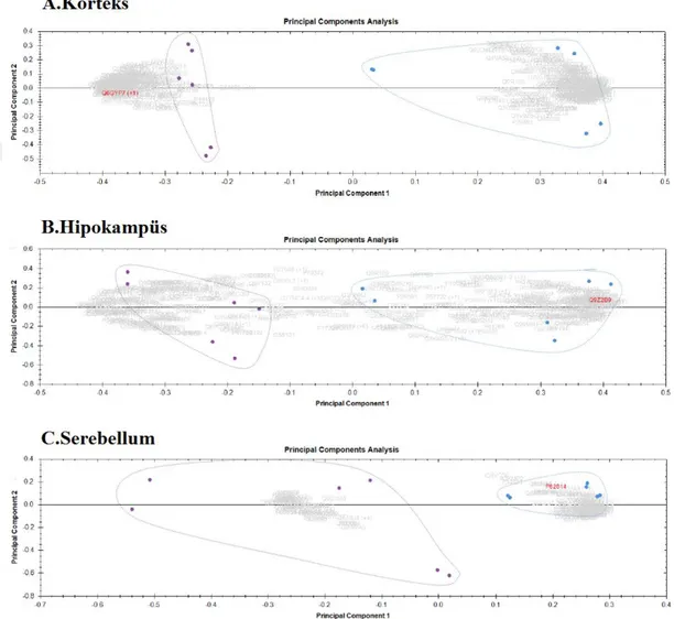 Şekil  6.1: Korteks(A), hipokampus(B)  ve serebellum(C)’da tanımlanan  proteinlerin  Principal  Component Analysis grafikleri 