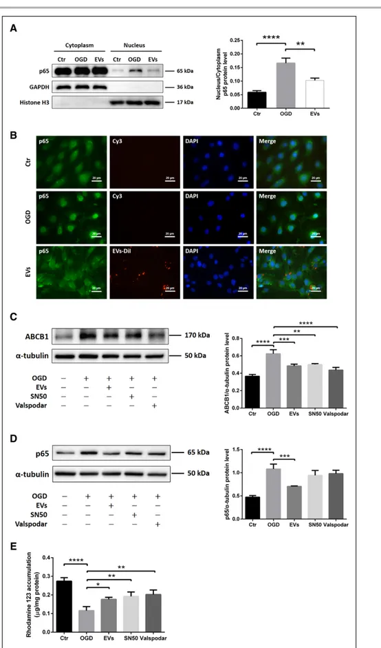 Figure 4. Extracellular vesicles (EVs) attenuate oxygen glucose deprivation (OGD)-induced upregulation of ABCB1 (ATP-binding  cassette subfamily B member 1 transporter) via inhibiting the NF-κB (nuclear factor-κB) pathway.