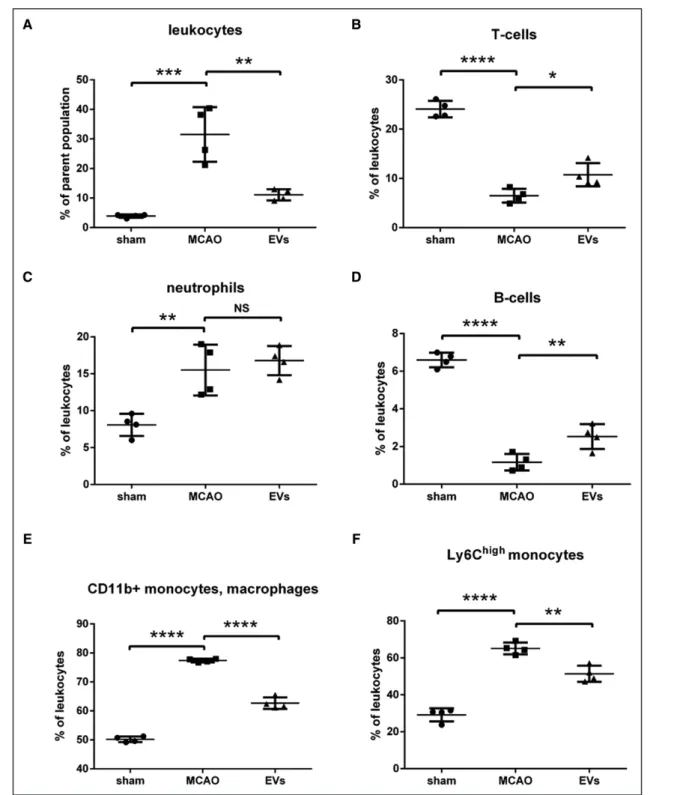 Figure 7. Extracellular vesicles (EVs) decrease postischemic infiltration of leukocyte invasion into the ischemic hemisphere.