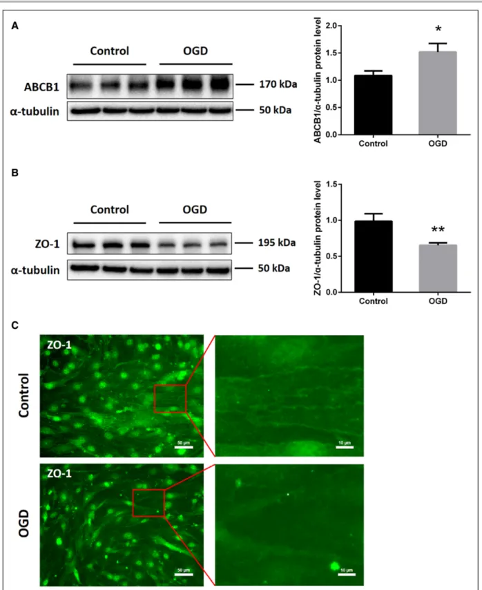 Figure 1. In vitro oxygen glucose deprivation (OGD) induces upregulation of ABCB1 (ATP-binding cassette subfamily B member  1 transporter) and reduces tight junction protein ZO-1 (zonula occludens 1) expression in endothelial cells (ECs; bEnd.3).