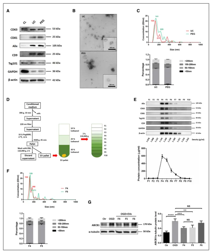 Figure 2. Purification, isolation, and characterization of extracellular vesicles (EVs) derived from NPCs (NPC-EVs).