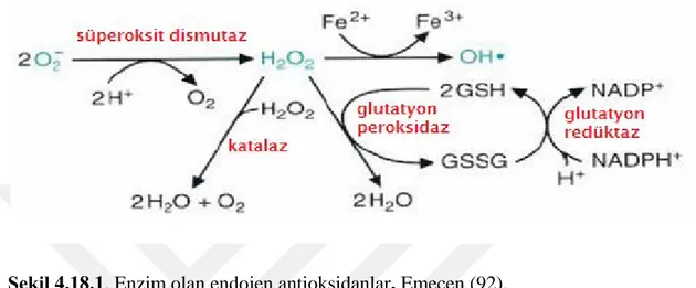 Şekil 4.18.1. Enzim olan endojen antioksidanlar, Emecen (92). 
