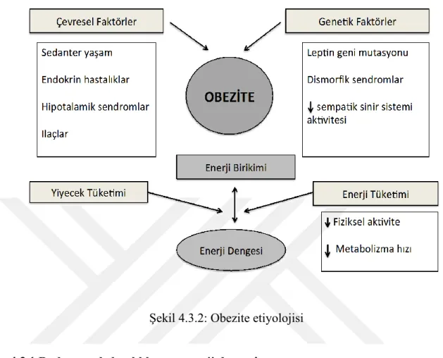 Şekil 4.3.2: Obezite etiyolojisi 