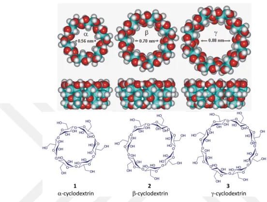 Figure 2.9: Comparison of the inner diameter of alpha, beta and gamma cy- cy-clodextrins, also showing the structural shape of the cyclodextrins.