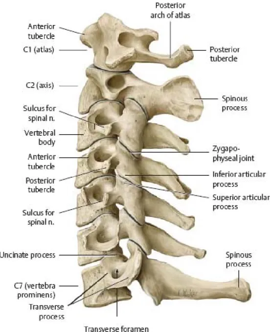 Figure 2.3: Bony anatomy of cervical spine [12]