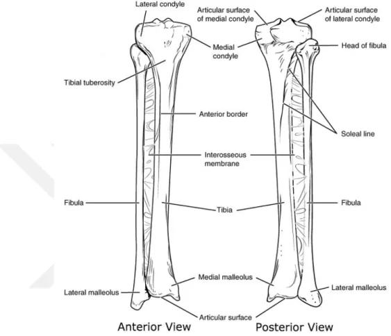 Figure 2.6: Anatomy of tibia and fibula [17]