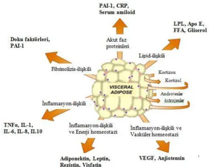 Şekil 4.5.1: Yağ hücresinden salınan proteinler, Güneş (52) 