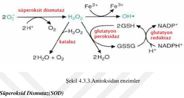 ġekil 4.3.3.Antioksidan enzimler  Süperoksid Dismutaz(SOD) 