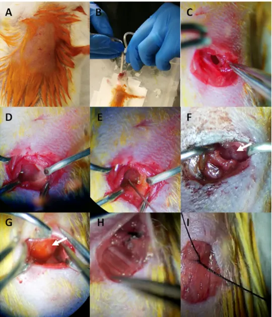 Fig. 3. Experimental steps for application of a retrograde dye to the heart in vivo. (A) The anesthetized mouse was  shaved at the operation area and the skin was aseptically cleaned