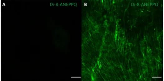 Fig. 4. Imaging data of Di-8-ANEPPQ from in vivo labeled cardiac tissue . Fluorescence imaging was performed on  unlabeled control heart tissue for determining (A) the background or (B) following the Di-8-ANEPPQ administration to  the murine heart in vivo 
