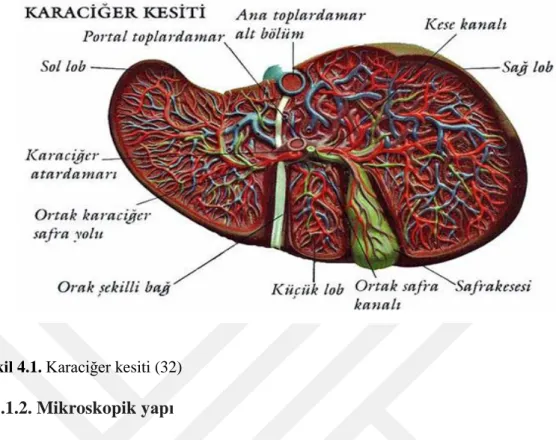 Şekil 4.1. Karaciğer kesiti (32) 