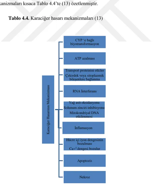 Tablo 4.4. Karaciğer hasarı mekanizmaları (13)  