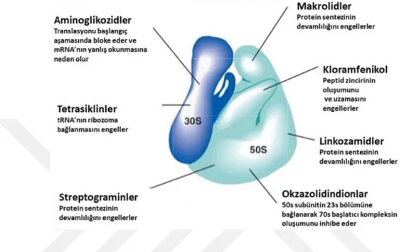 Şekil 4.5.5 4.5.5.1. 30 4.5.5.1.1.  Bu isepamisin spektinom aminoşeke lipofilik  o emilirler  Plazmada  olarak, ek gösterdikl •  Peptid inhibe  •  mRNA çevrilm.1 Protein se0S RibozomAminogliku grupta tn, kanamimisin bulunuerlerden oluolan ilaçlardve sistem