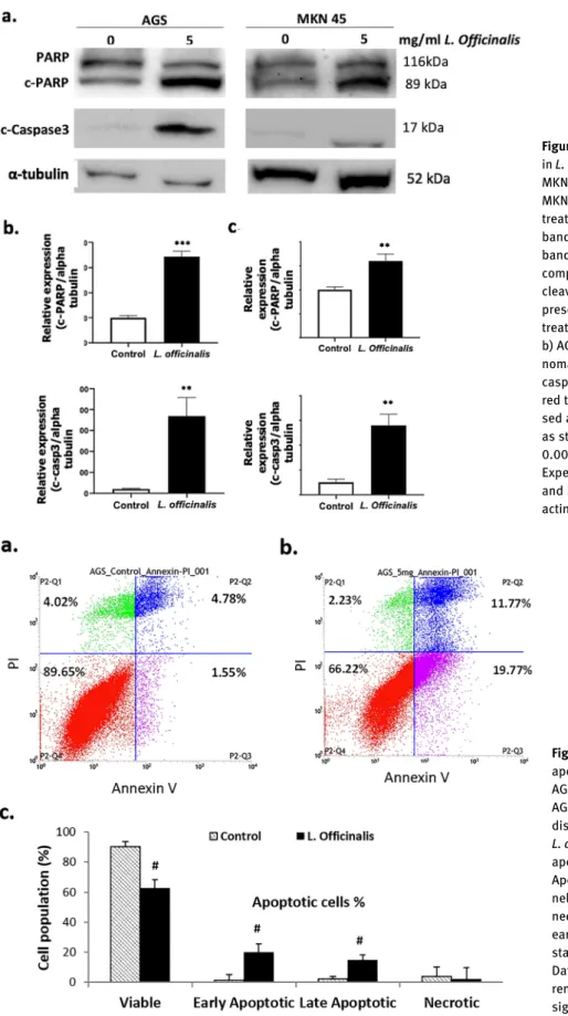 Figure 4: Western blot analysis of cell death in L. Ofﬁcinalis fruit extract treated AGS and MKN45 gastric cancer cell lines