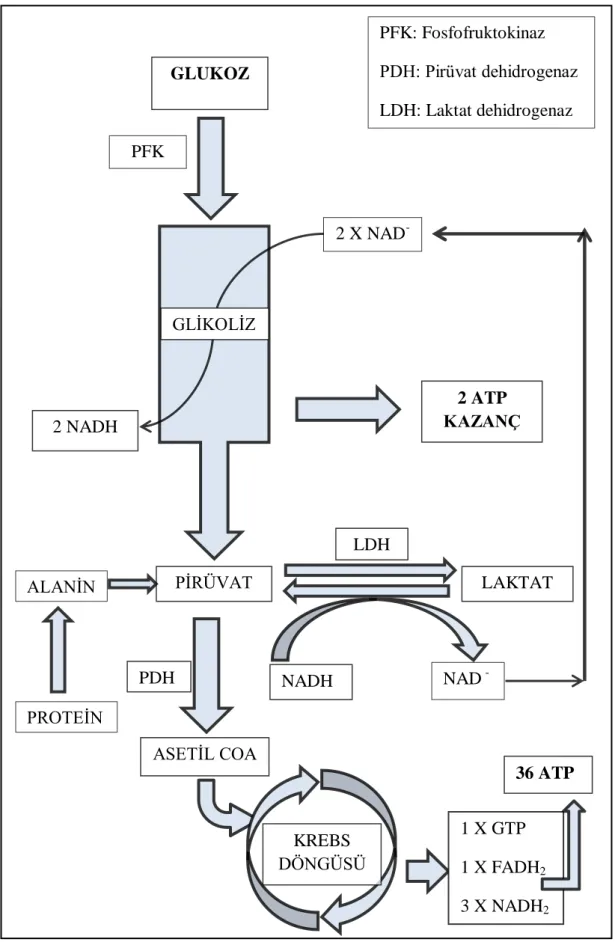 Şekil 4.4.3: Glikoliz ve Laktat Metabolizması 