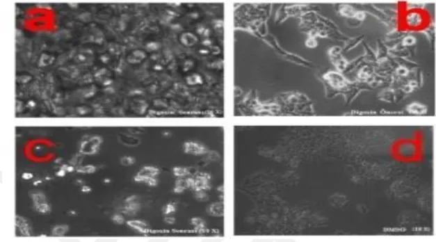 Figure  6.2:HCT  116  human  colon  cancer  cell  viability  after  combination  therapy  of  Digoxin and Irinotecan at constant ratio of 1:4.25 