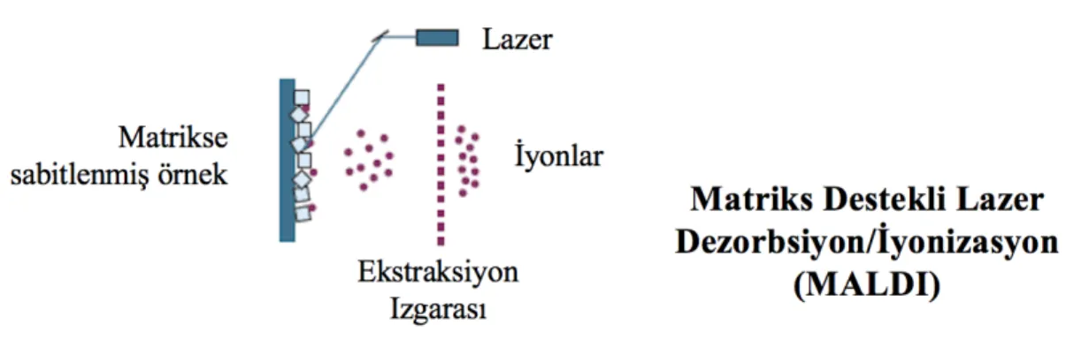 Şekil 4.2.4.2. Numunenin MALDI sistemine girişi ve iyonizasyon süreci 