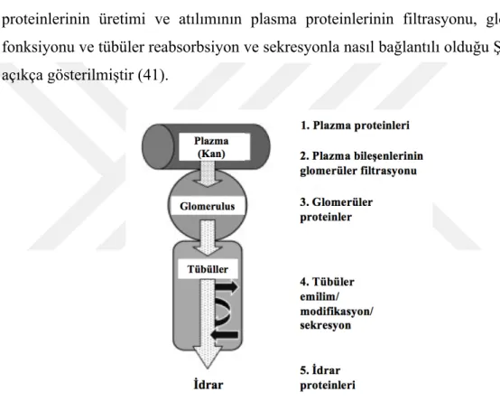 Şekil 4.5. Plazma, glomerül, tübül ve idrar proteomları arasındaki ilişki (21) 