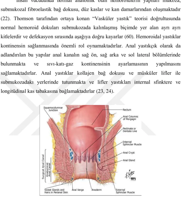 Şekil 4. 1. 4. 1. Anorektal Bölge ve Hemoroidler 
