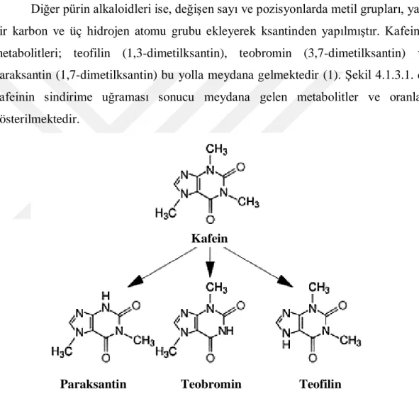Şekil 4.1.3.1. Kafeinin sindirime uğramasıyla meydana gelen metabolitler (12, 13). 