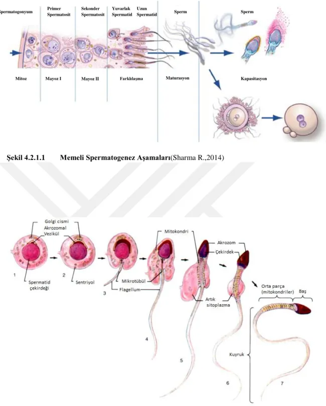 Şekil 4.2.1.2.  Memeli Spermiyogenez 