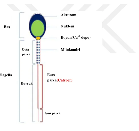 Şekil 4.3.1.1  Spermde Catsper protein lokalizasyonu  (Singh AP.,2015)