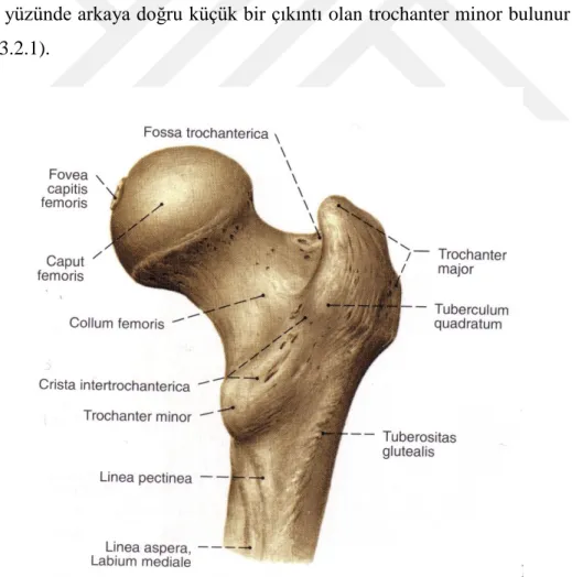 ġekil 4.3.2.1. Femur proksimali [53] 