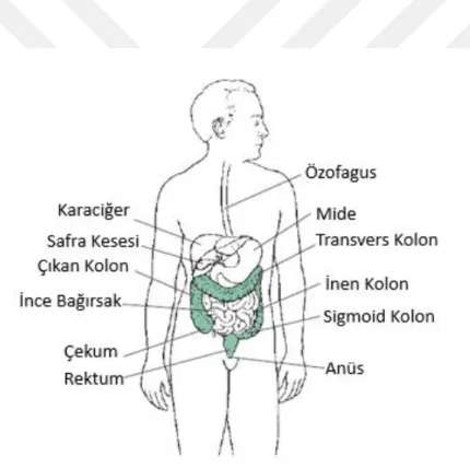 Şekil 4.3.1.1. Kalın bağırsağın anatomik bölümleri (69). 
