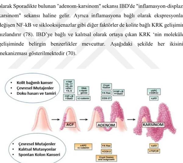 Şekil  4.3.2.1.  Kolorektal  kanserin  mekanizmasi  ve  kolit-bağlantılı  kanserin  gelişimi (70)