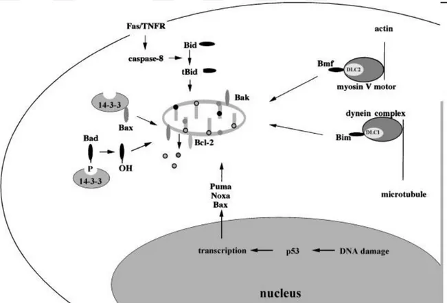 Şekil 4.4.2.1. Apoptozda ekstrinsik yolağın mekanizması (120). 