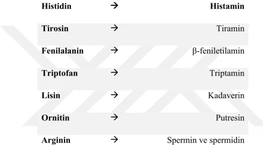 Tablo 4.6.1. Aminoasitlerden oluşan biyolojik aminler 