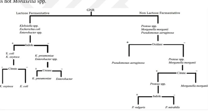Figure 5.7.3.1 Gram negative rods identification flowchart (60). 