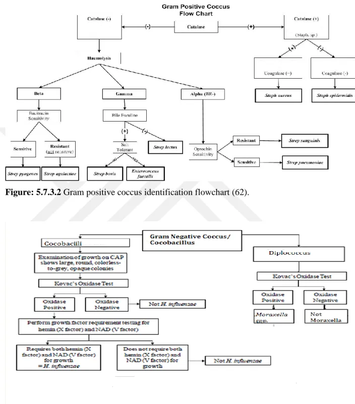 Figure 5.7.3.3 Gram negative coccus/coccobacilli identification flowchart (63). 