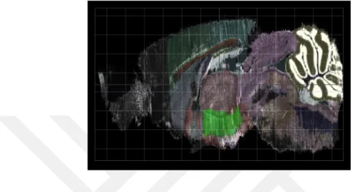 Şekil 4.3.1 Fare beyninde Lateral Hipotalamik Alan bölgesinin koronal gösterimi  (11) 