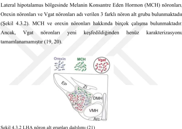 Şekil 4.3.2 LHA nöron alt grupları dağılımı (21) 