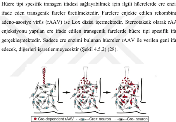 Şekil 4.5.2 Hücre tipi spesifik transgen ifadesi (27) 