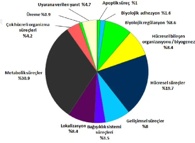 Şekil 6.2.2.Kuyruk rejenerasyonunda tanımlanan proteinlerin biyolojik süreç analizi 