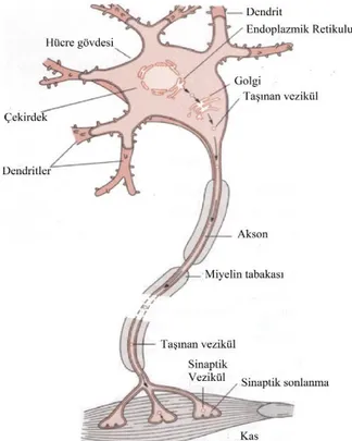 Şekil 4.1. Nöron anatomisi (1). 