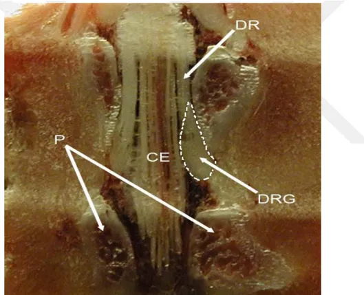 Şekil  4.2.1. Sıçan  L5  AKG anatomisi  (56).  DRG: Arka kök  gangliyonu, DR: Arka  kök, CE: Caudia equina, P: Pediküller