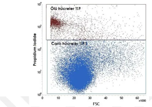 Şekil 6.1.8. Boyutsal (FSC) ve granülarite (SSC)  grafiğine göre canlı hücre (mavi renk), ölü hücre  (kahverengi) ve hücre parçalarının (kırmızı renk) ayrımı