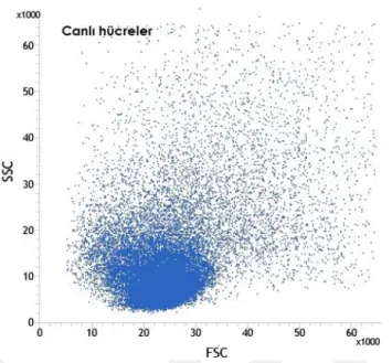 Şekil 6.1.12. Boyutsal (FSC) histogram grafiğinde canlı hücre (mavi renk), ölü hücre (kahverengi) ve  hücre parçalarının (kırmızı renk) ayrımı 